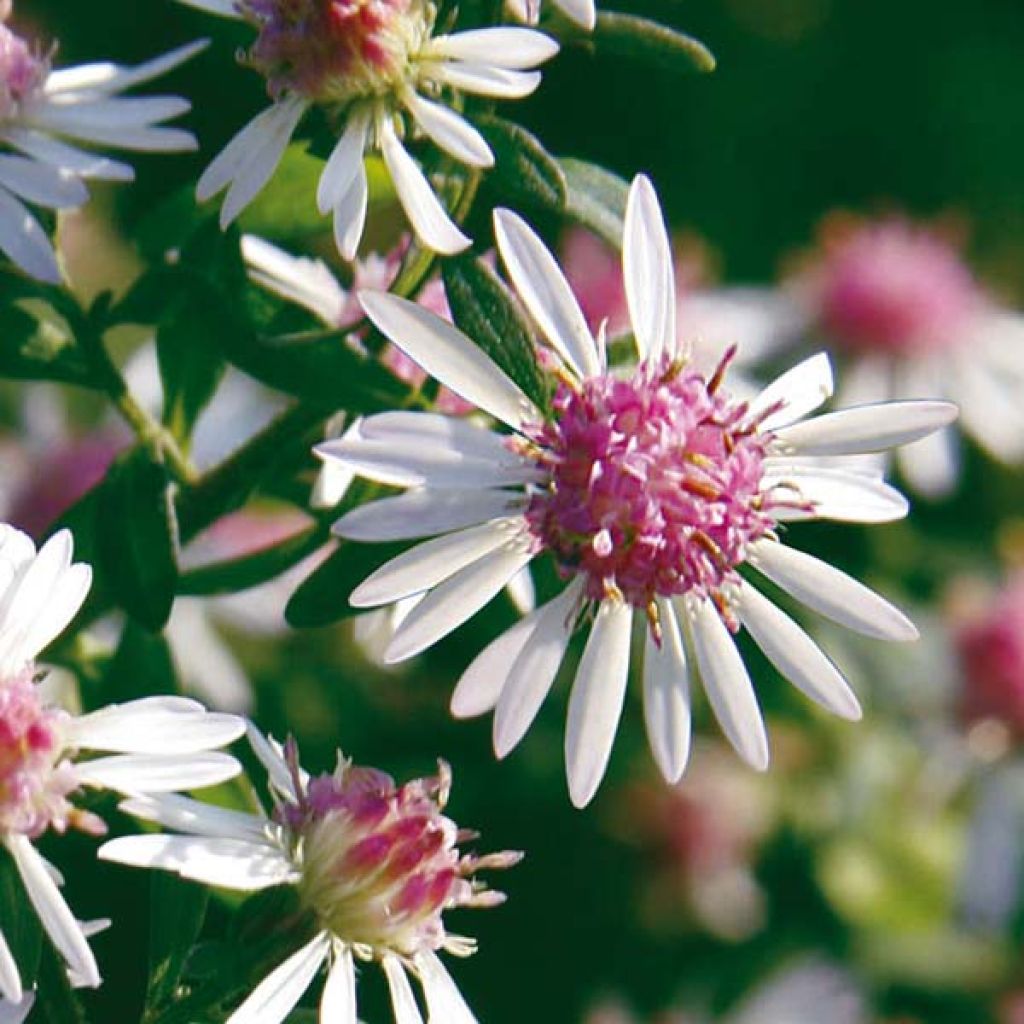 Aster lateriflorus Lady In Black