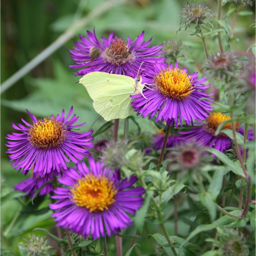 Aster novae-angliae Violetta