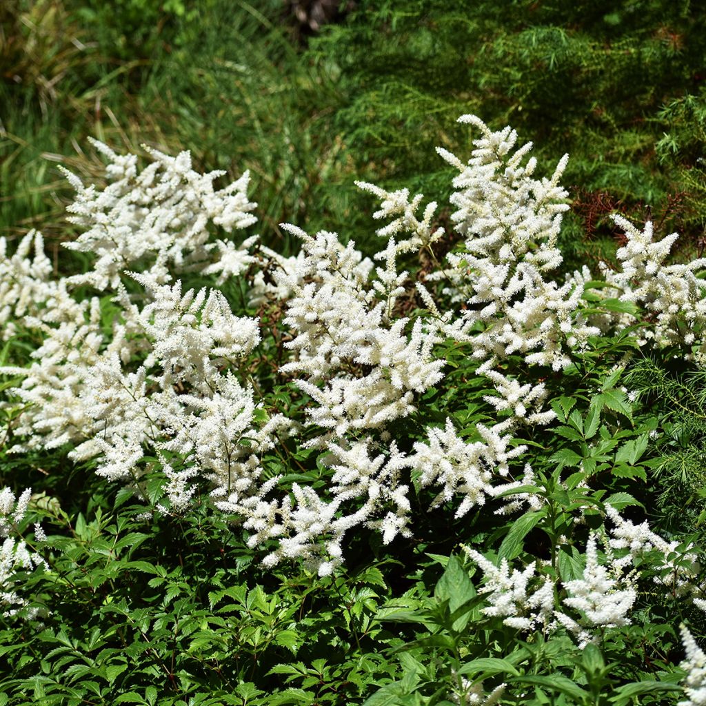 Espirea de pluma Brautschleier - Astilbe