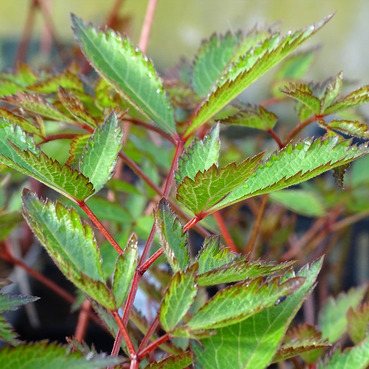 Astilbe arendsii Erika