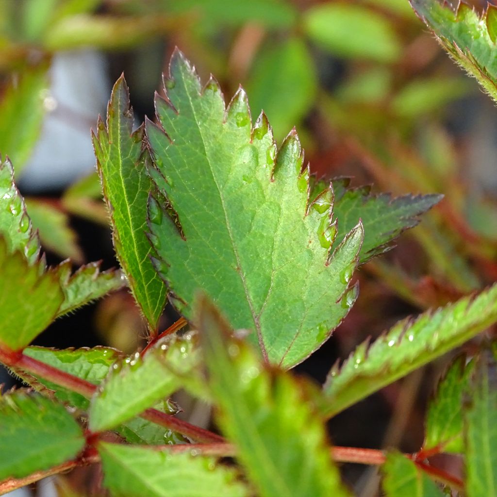 Astilbe arendsii Erika