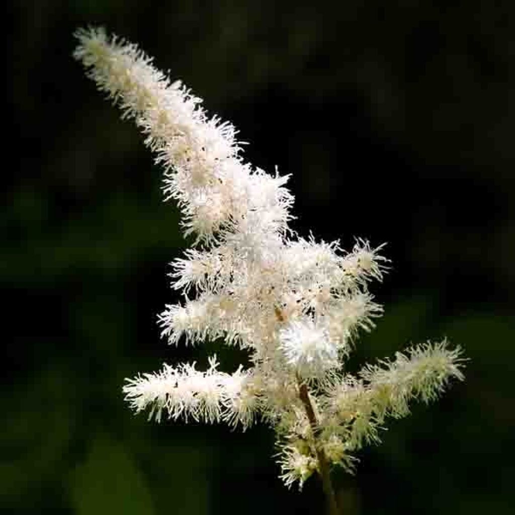 Espirea de pluma Diamant - Astilbe