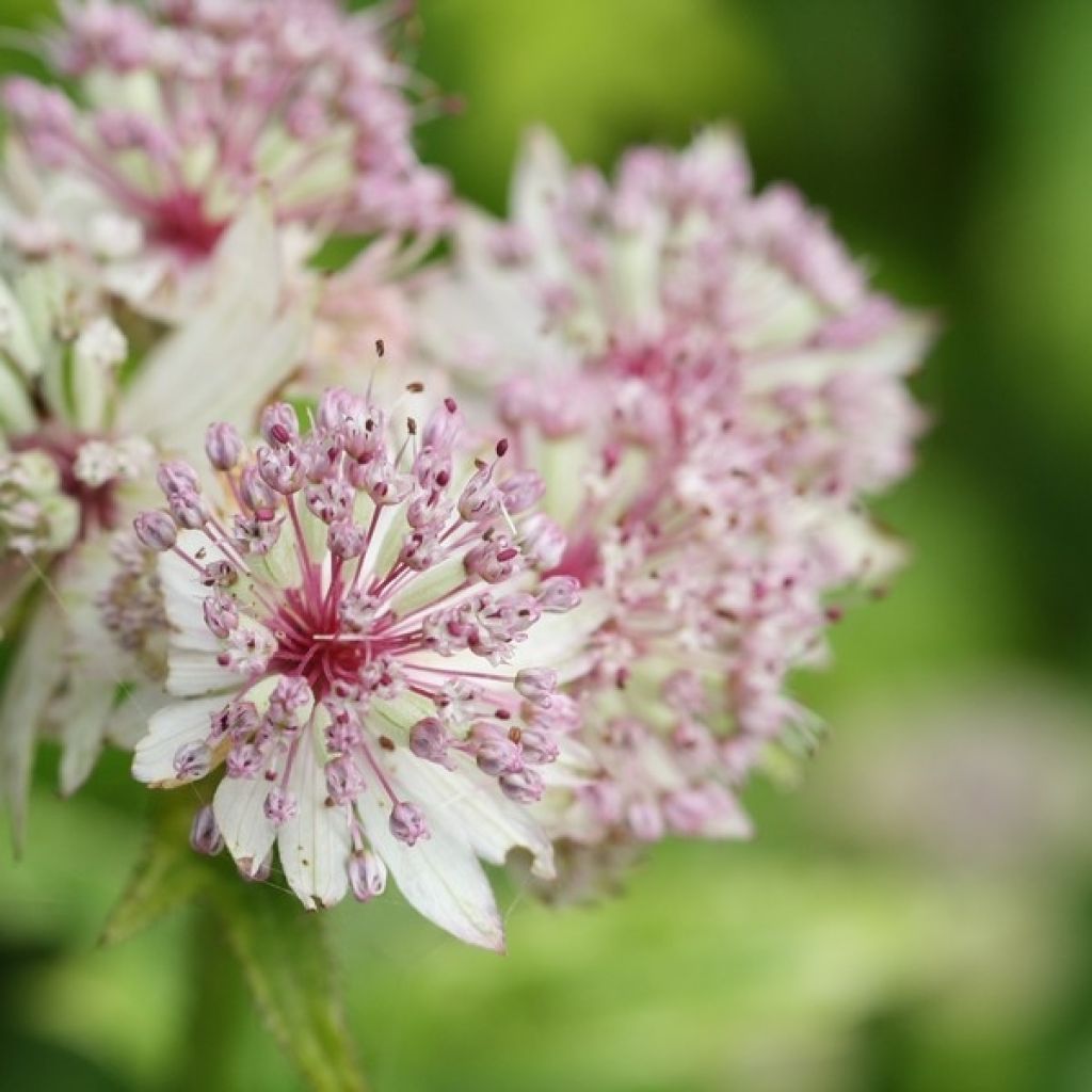 Sanícula hembra Sunningdale Variegated - Astrantia major