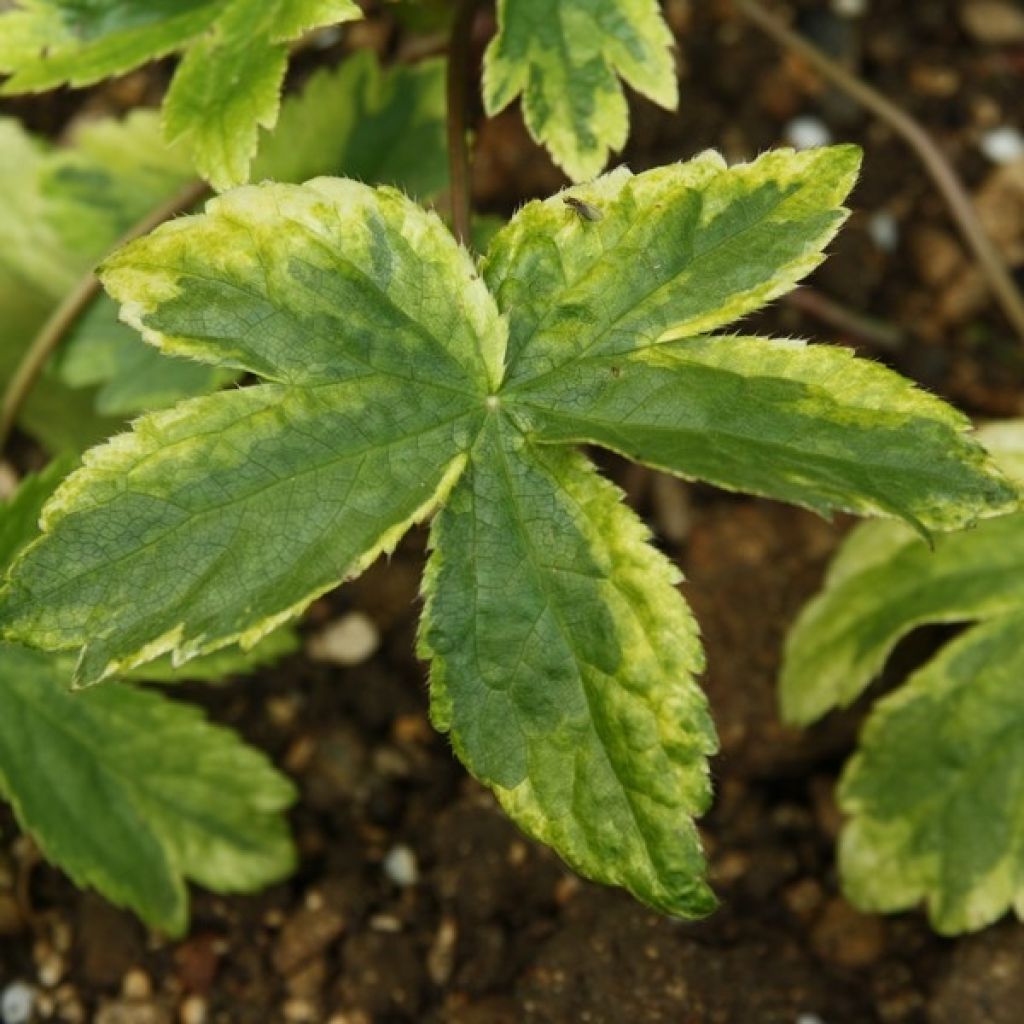 Sanícula hembra Sunningdale Variegated - Astrantia major