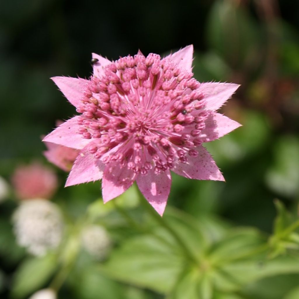 Astrantia maxima - Sanícula