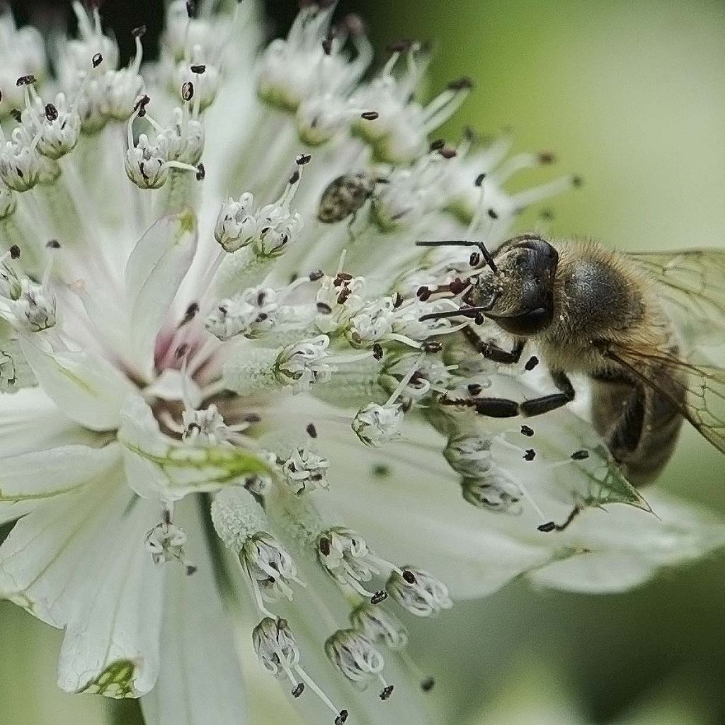 Sanícula hembra - Astrantia major