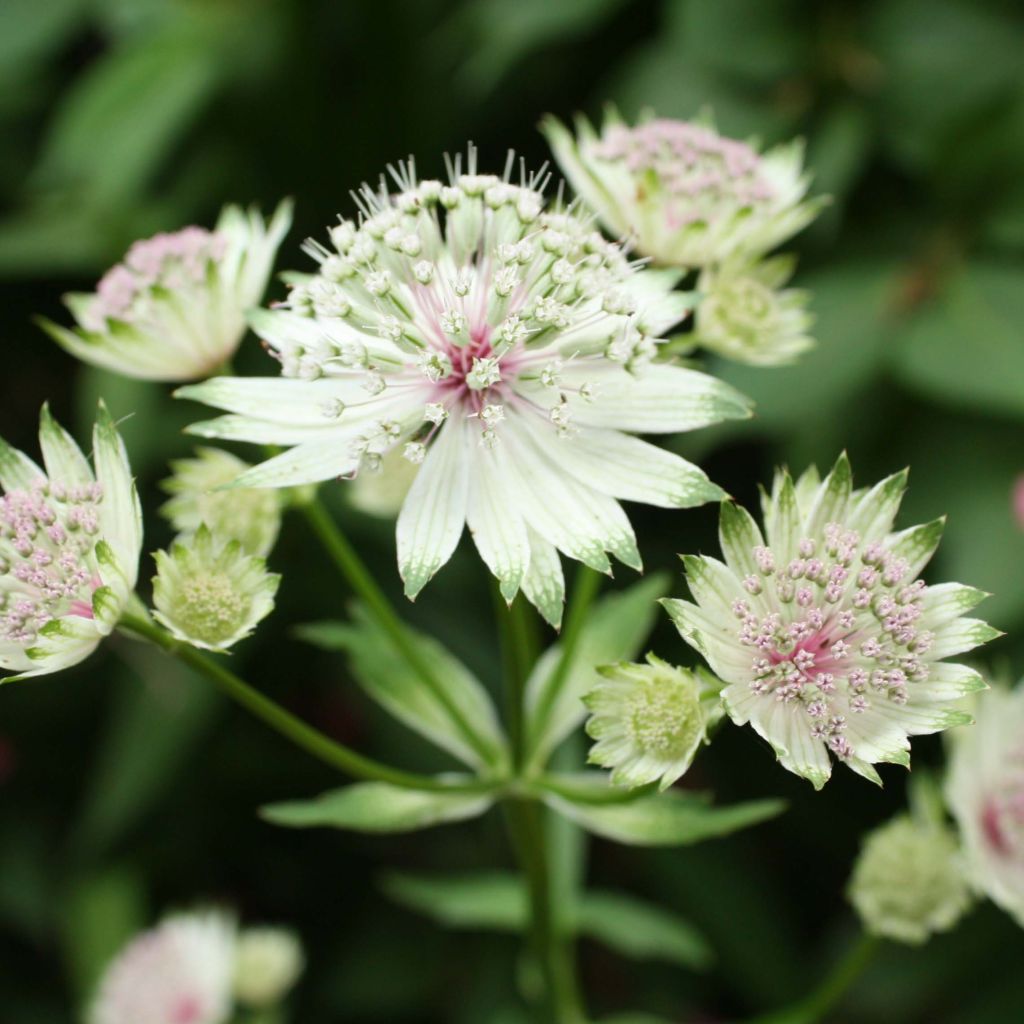 Sanícula hembra - Astrantia major