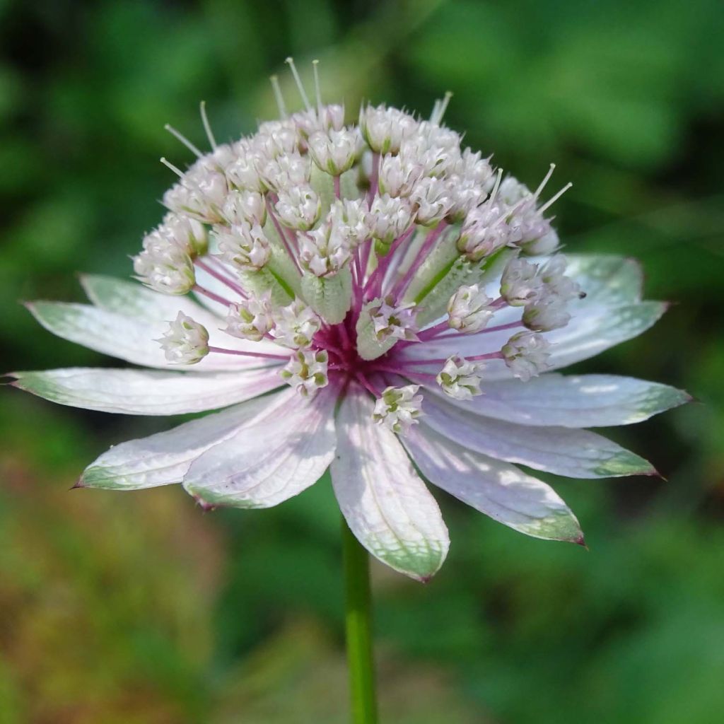 Sanícula hembra - Astrantia major