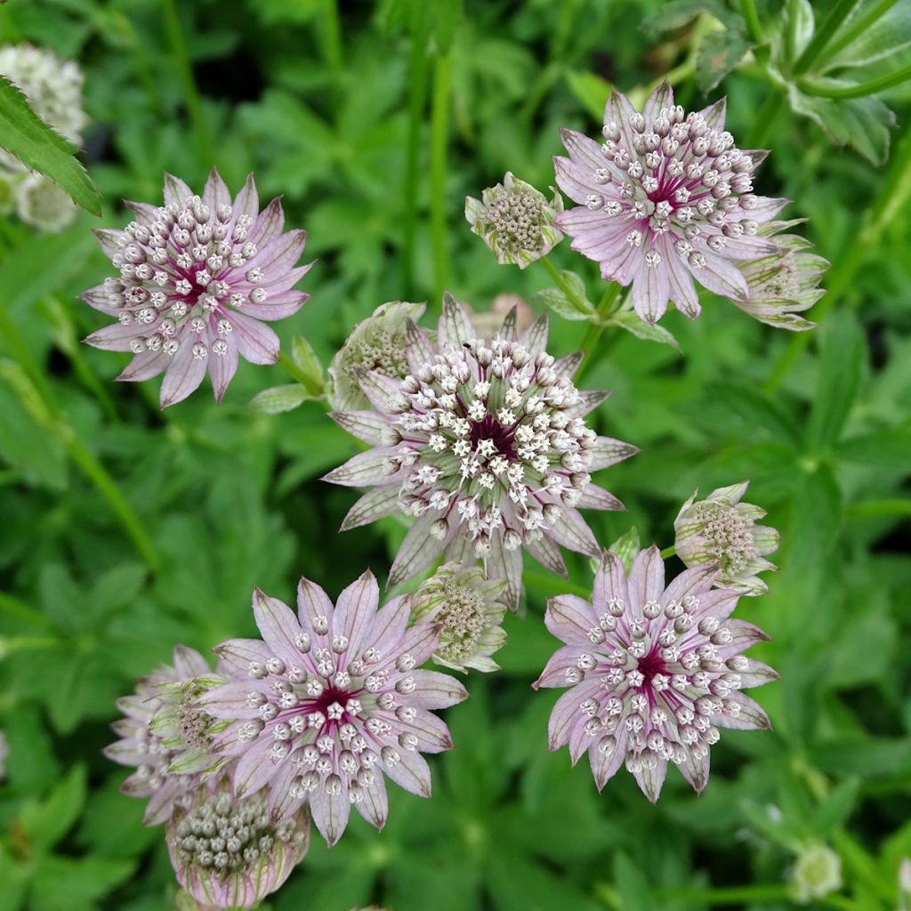 Sanícula hembra - Astrantia major