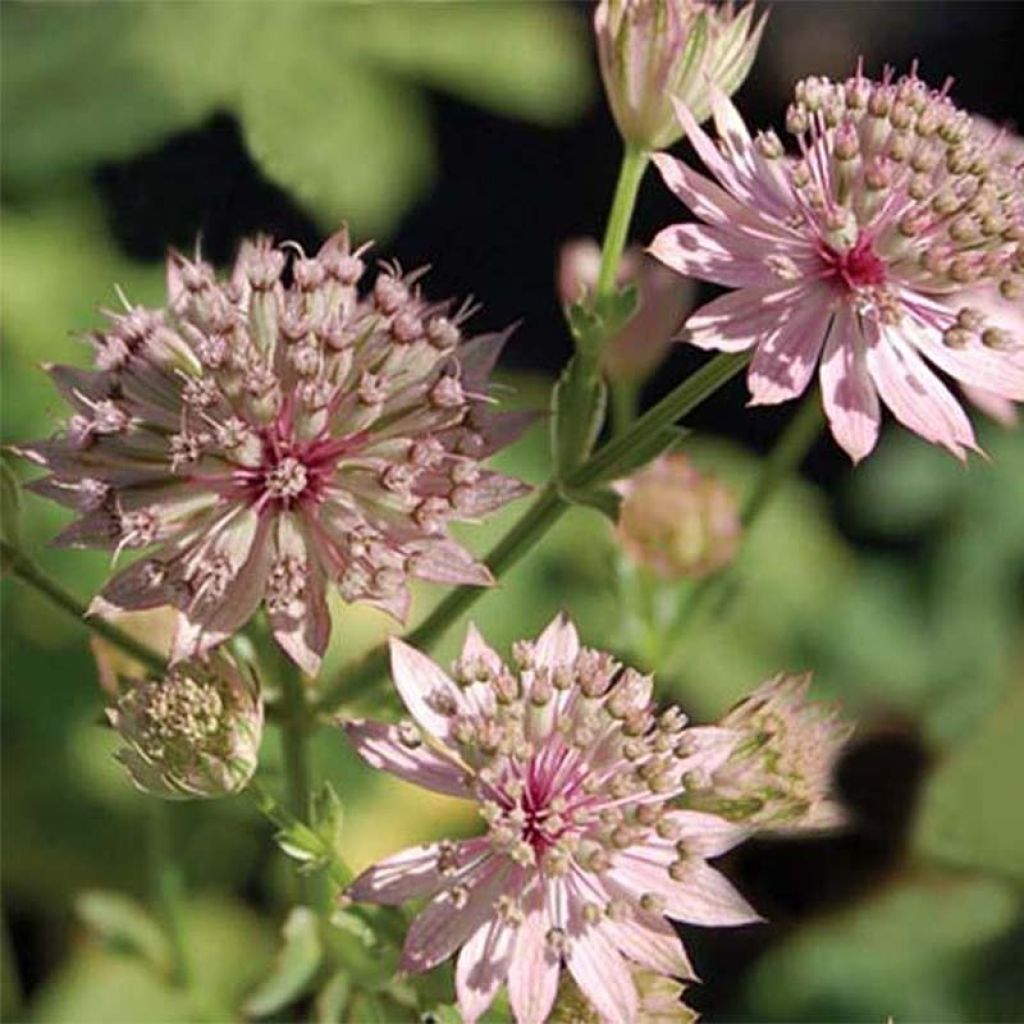 Sanícula hembra Primadonna - Astrantia major