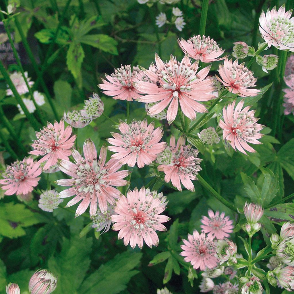 Sanícula hembra Rosea - Astrantia major