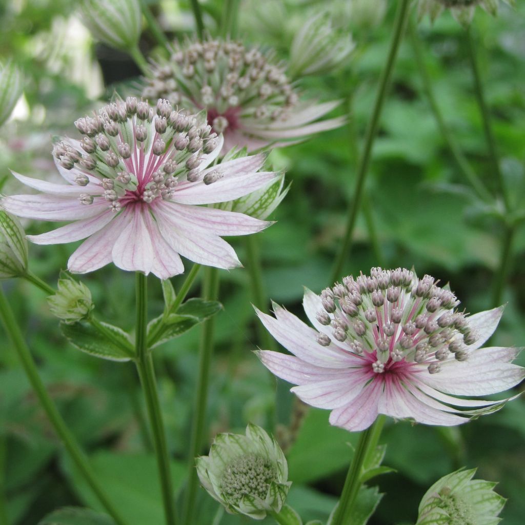 Sanícula hembra Rosea - Astrantia major