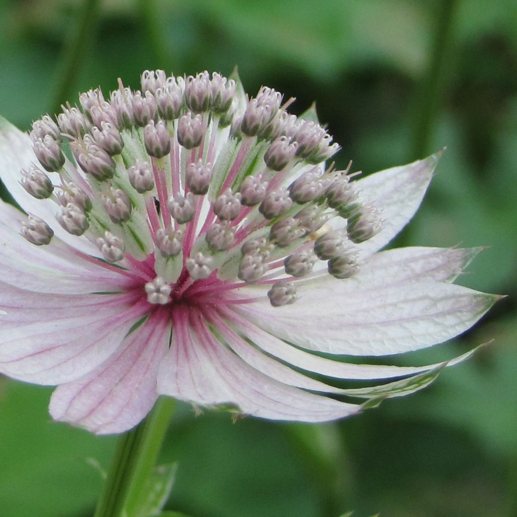 Sanícula hembra Rosea - Astrantia major