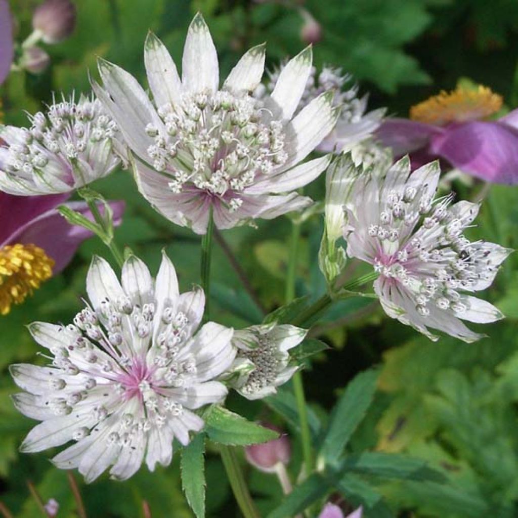 Sanícula hembra Shaggy - Astrantia major