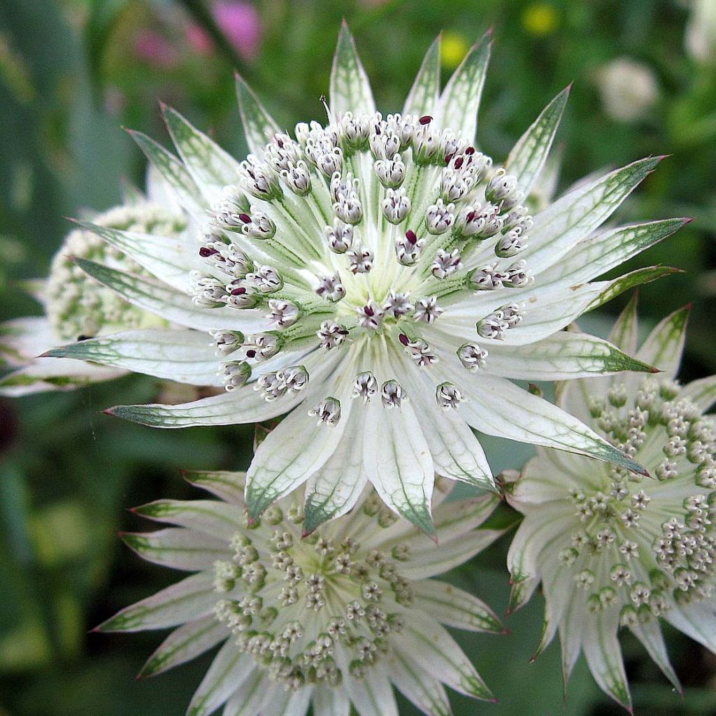 Sanícula hembra Shaggy - Astrantia major