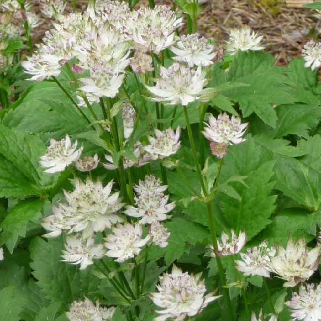 Sanícula hembra Shaggy - Astrantia major