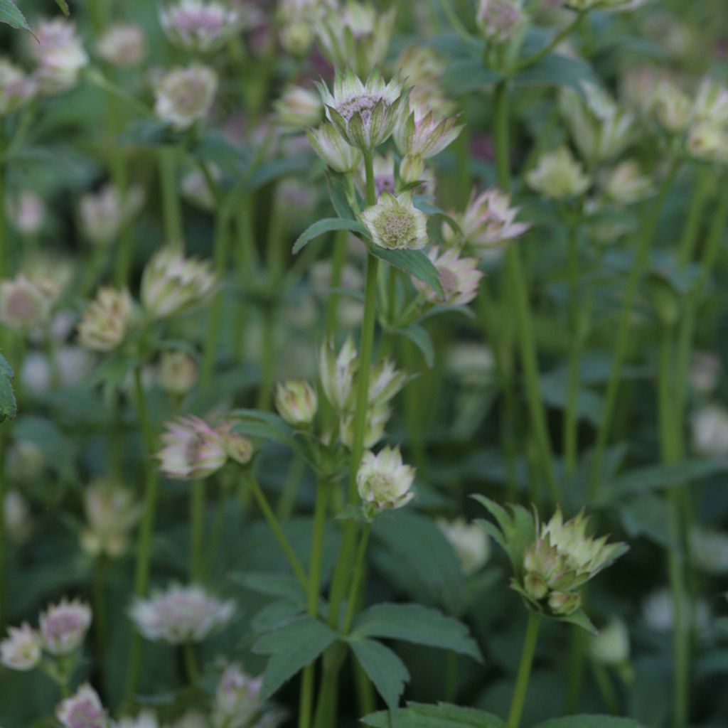 Sanícula hembra Shaggy - Astrantia major