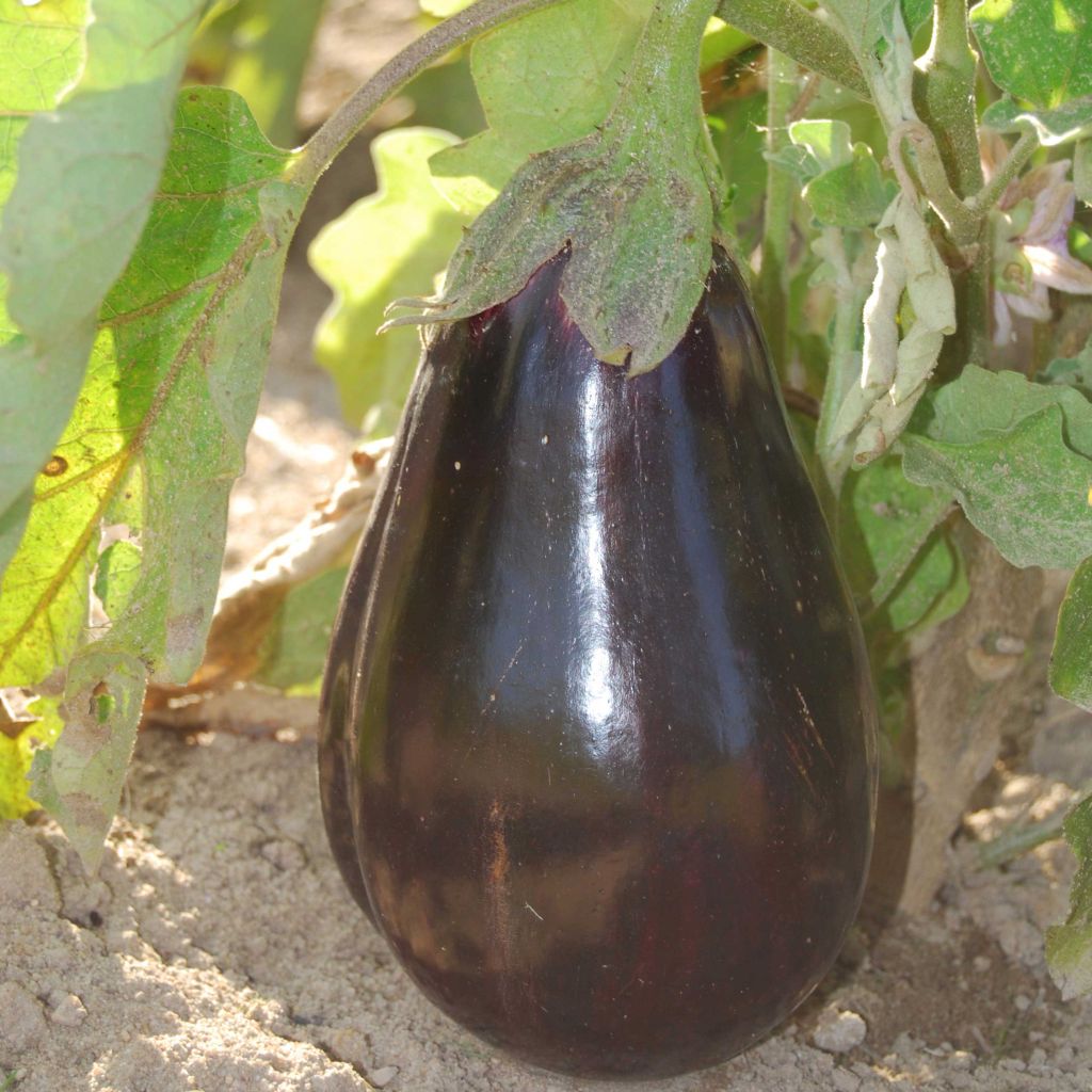 Aubergine Black Beauty AB - Ferme de Ste Marthe