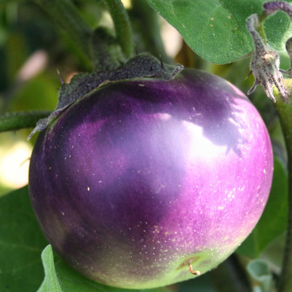 Aubergine Ronde De Valence AB - Ferme de ste Marthe