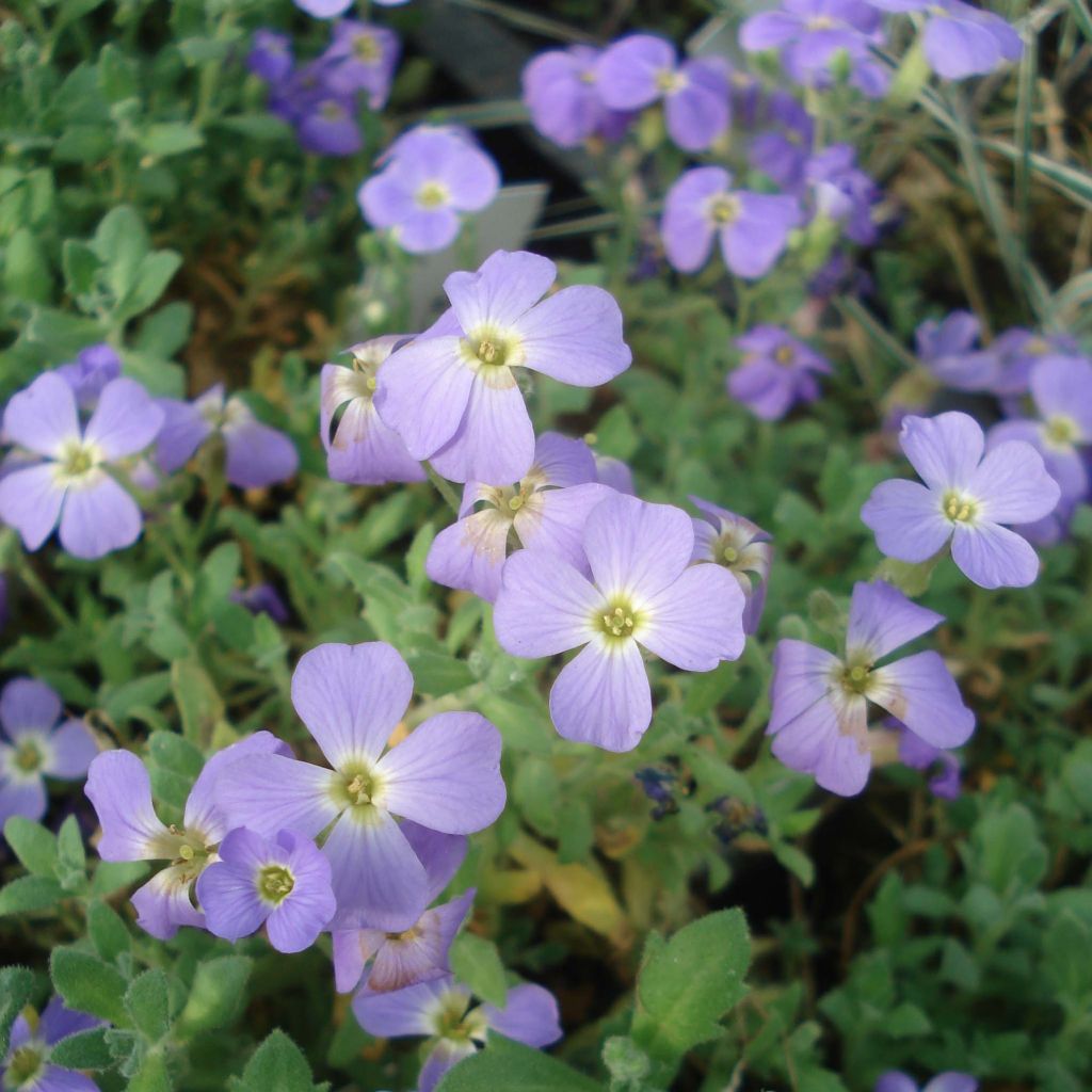 Aubrieta Cascade Blue