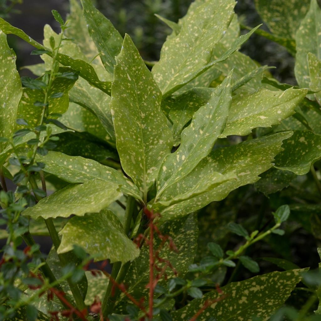 Aucuba japonica Variegata