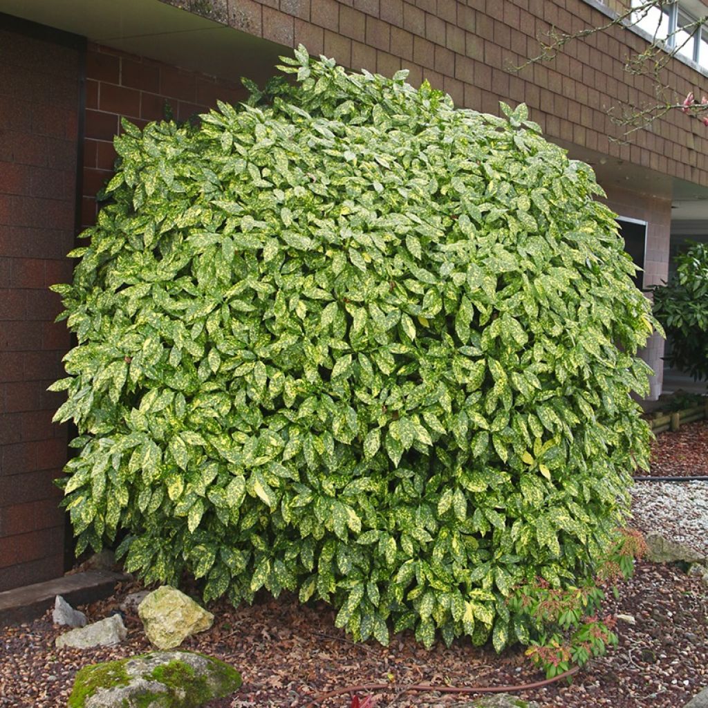 Aucuba japonica Variegata