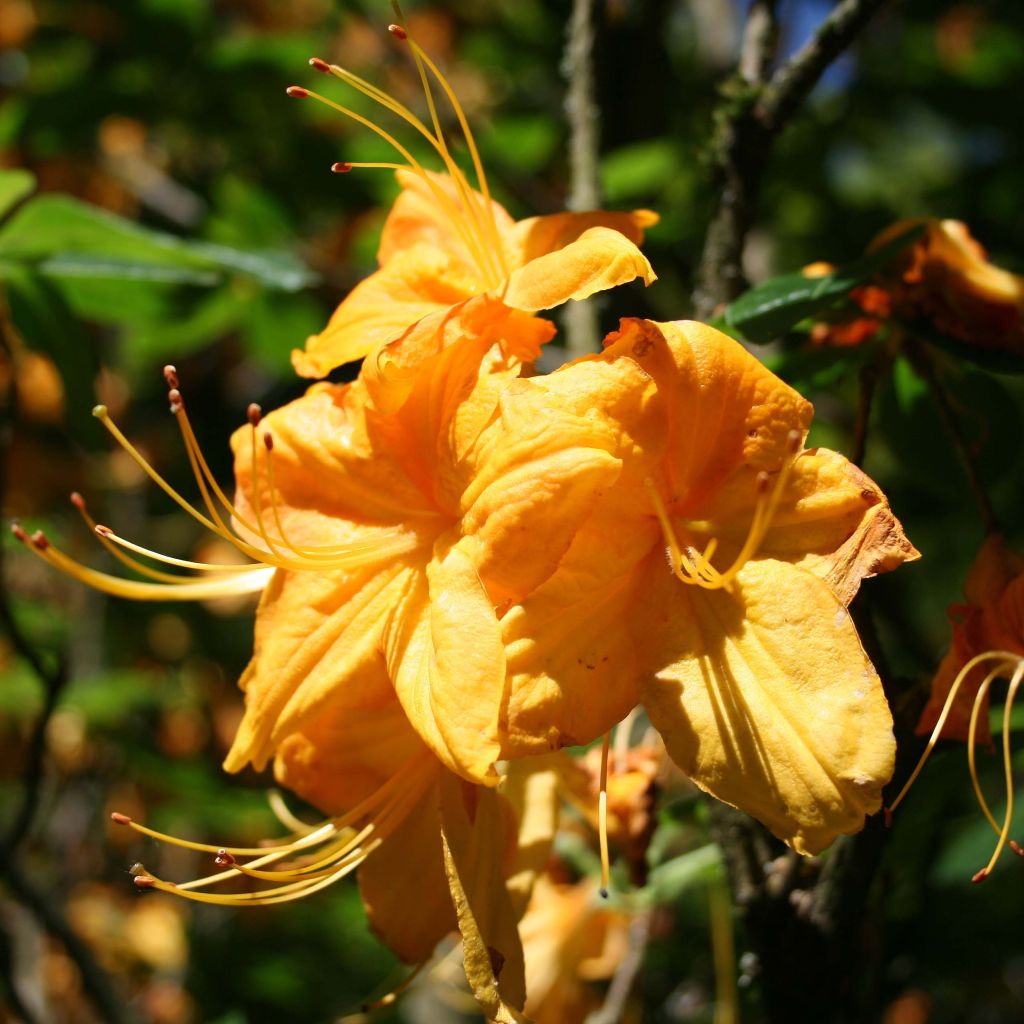 Azalea mollis Klondyke