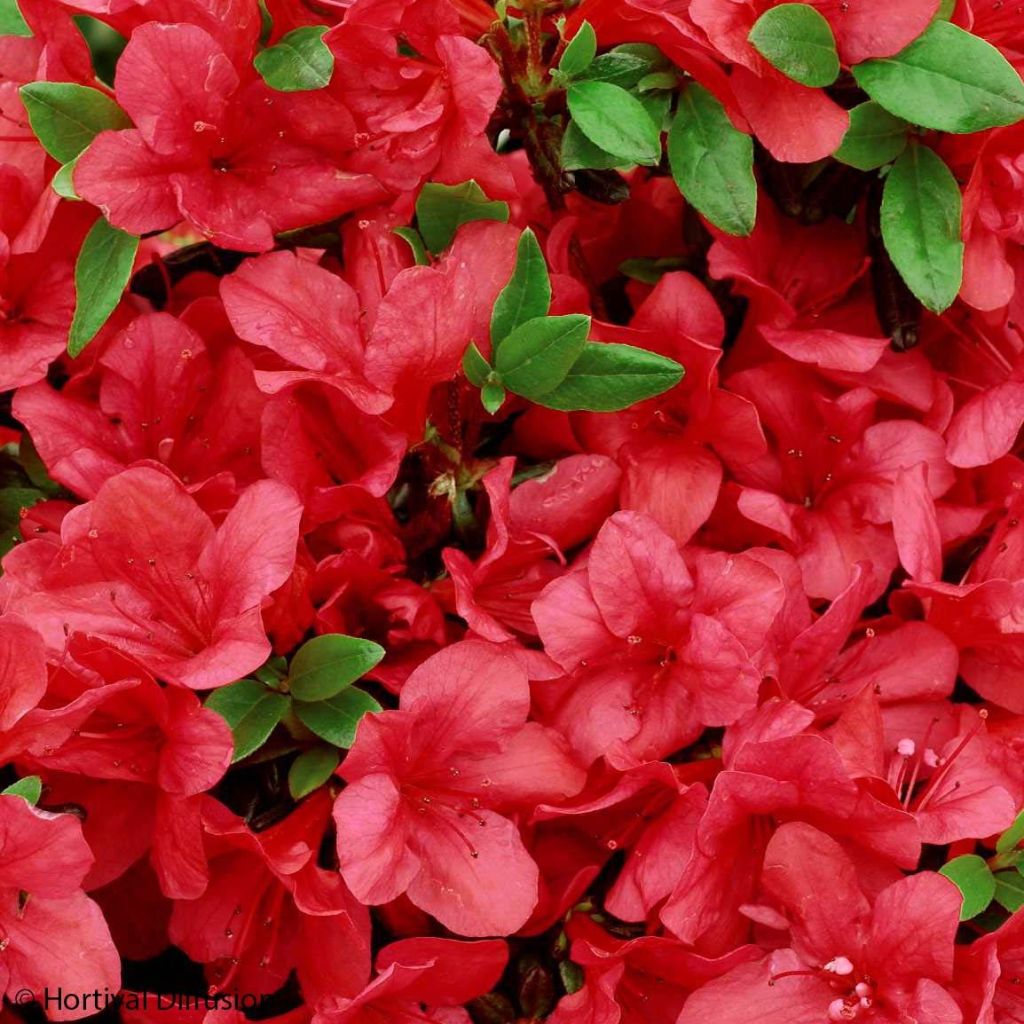 Azalea japonica Manuska