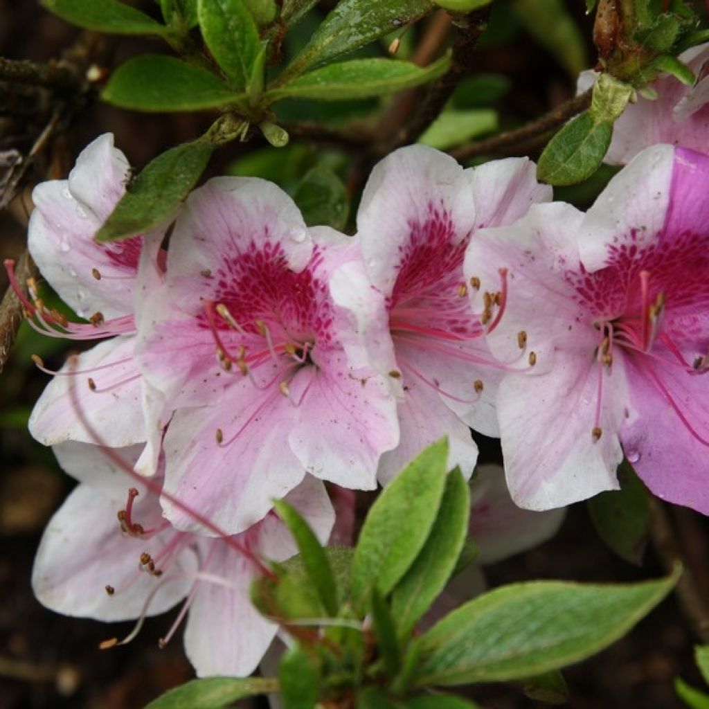 Azalea Ho Oden