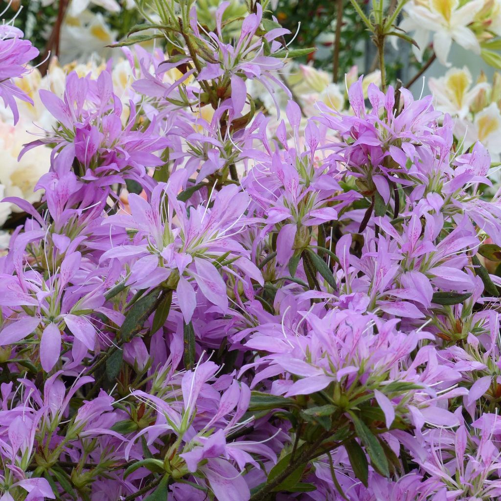 Azalea macrosepalum Koromo Shikibu