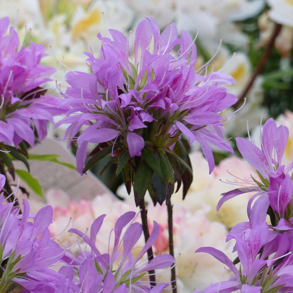 Azalea macrosepalum Koromo Shikibu