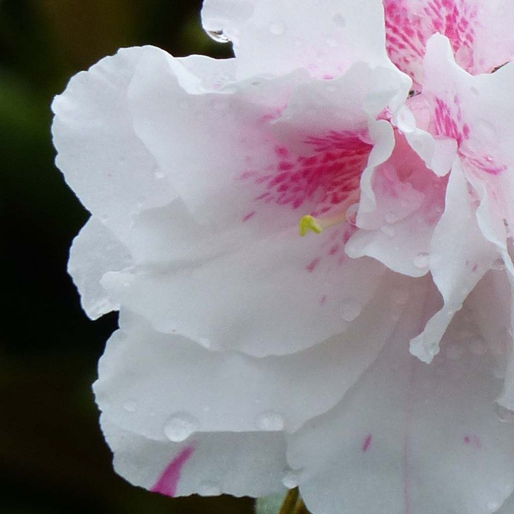 Azalea White Prince