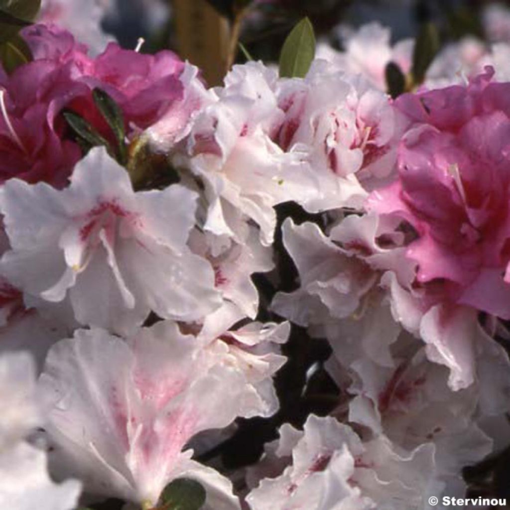 Azalée du Japon White Prince - Rhododendron hybride