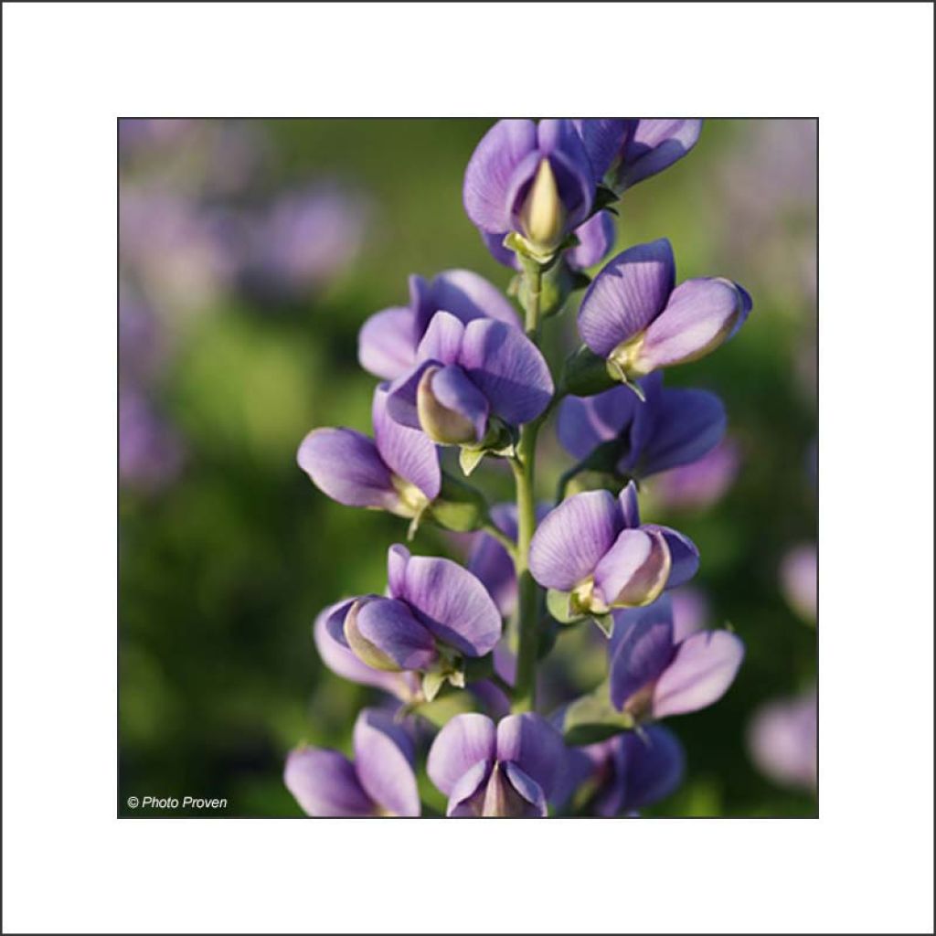 Baptisia Decadence Blueberry Sundae