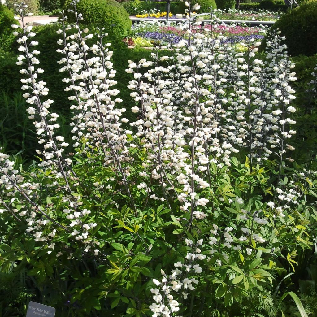 Baptisia alba - Falso índigo blanco