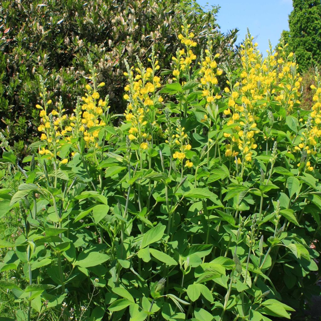 Baptisia sphaerocarpa - índigo amarillo