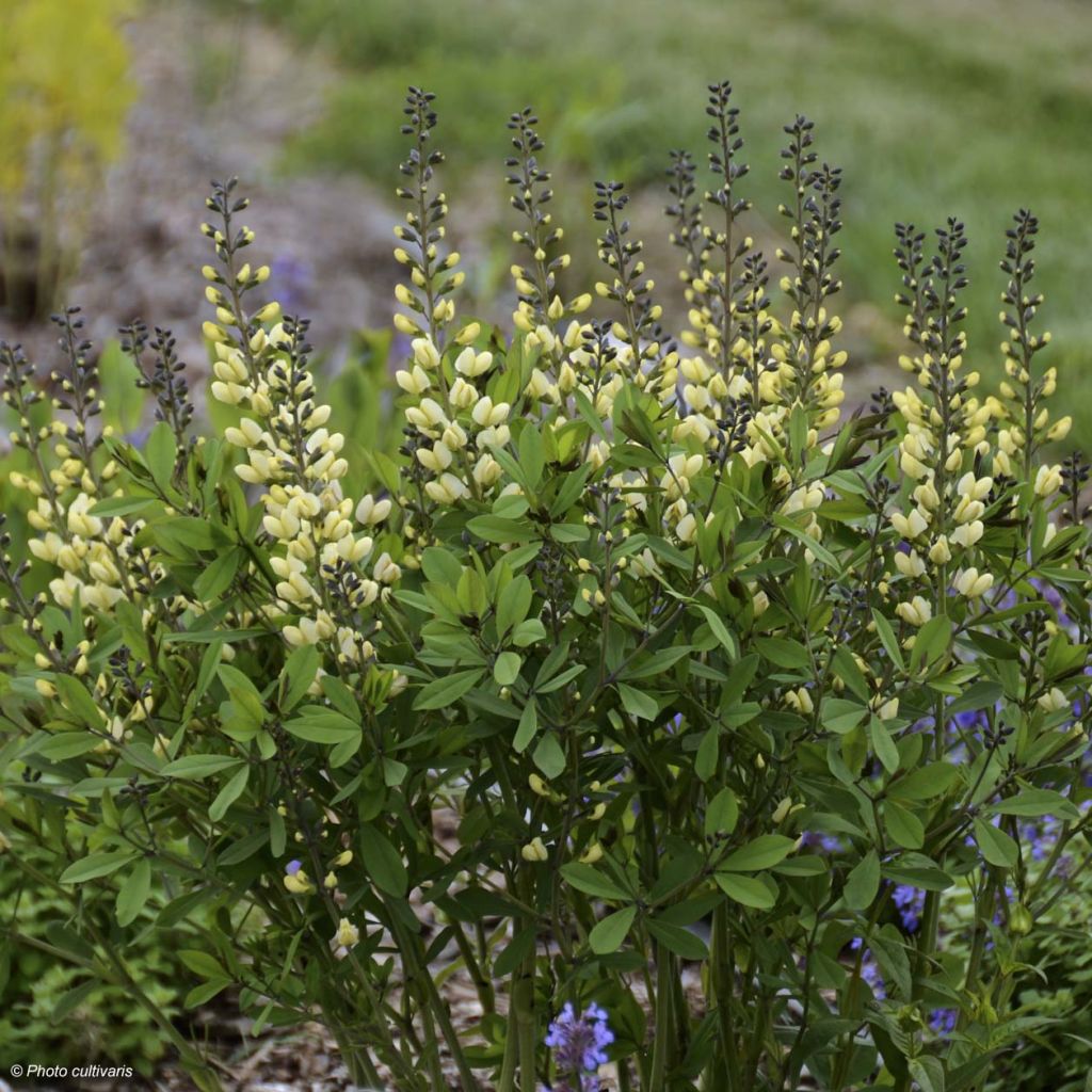 Baptisia Decadence Vanilla Cream