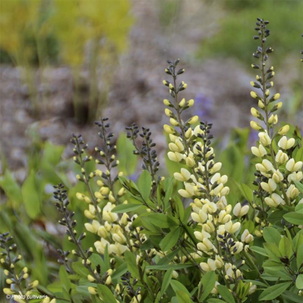 Baptisia Decadence Vanilla Cream