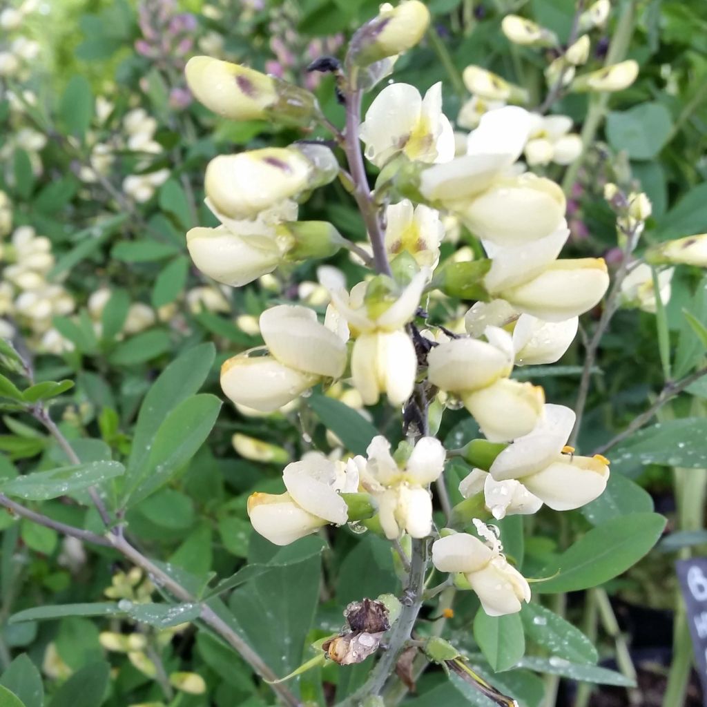 Baptisia Decadence Vanilla Cream