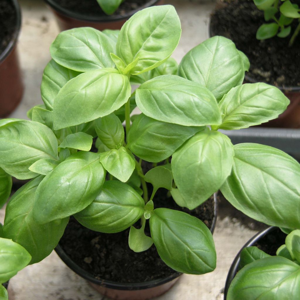 Albahaca Genovese Bio