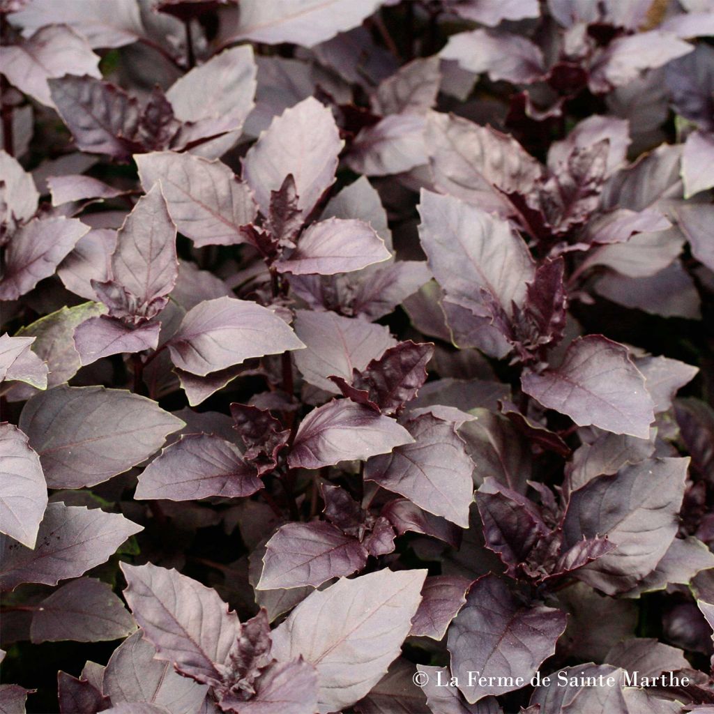 Basilic Pourpre AB - Ferme de Ste Marthe