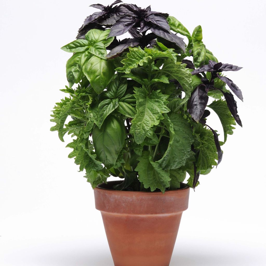 Albahaca Genovese, Dark Red, Curly