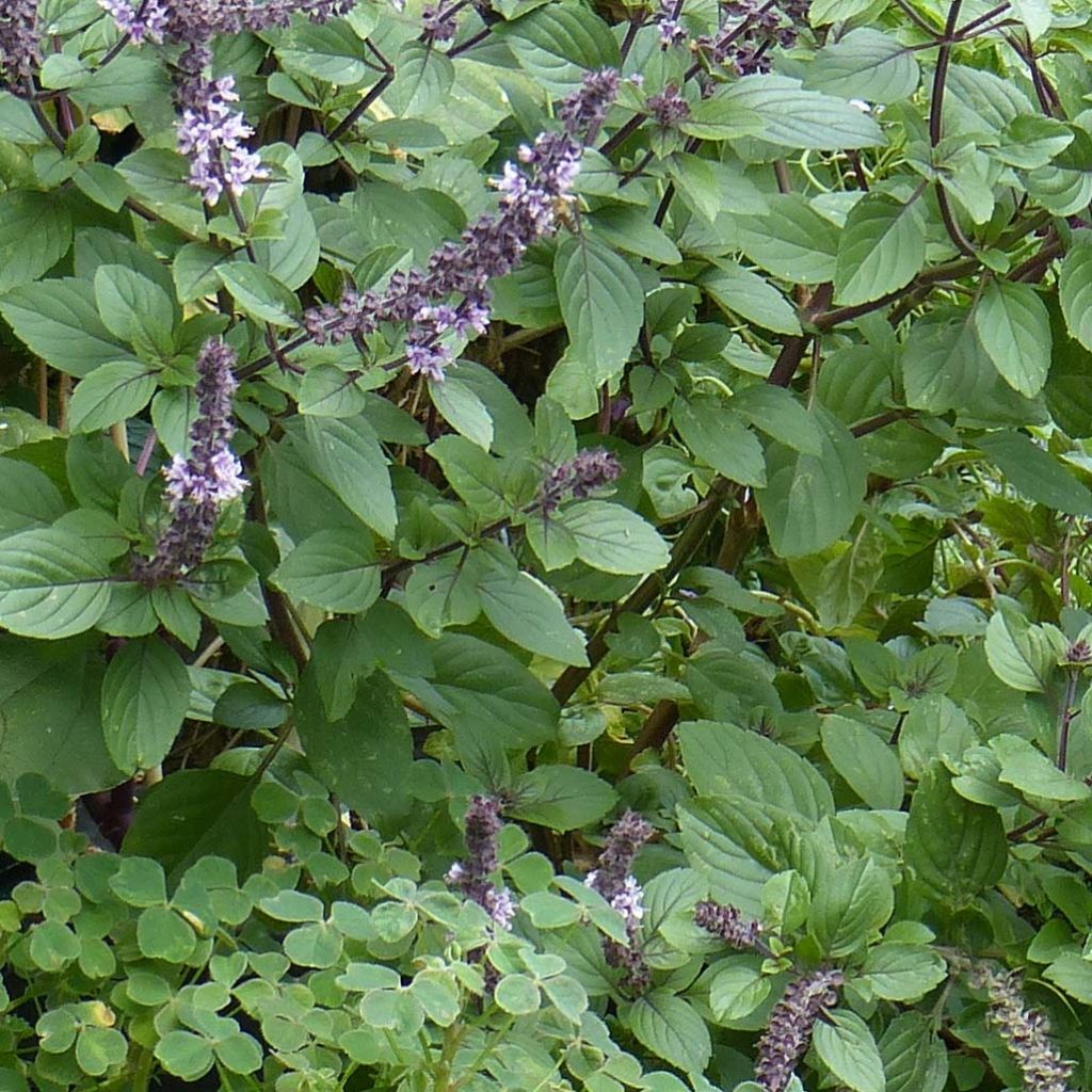 Albahaca Magic Mountain