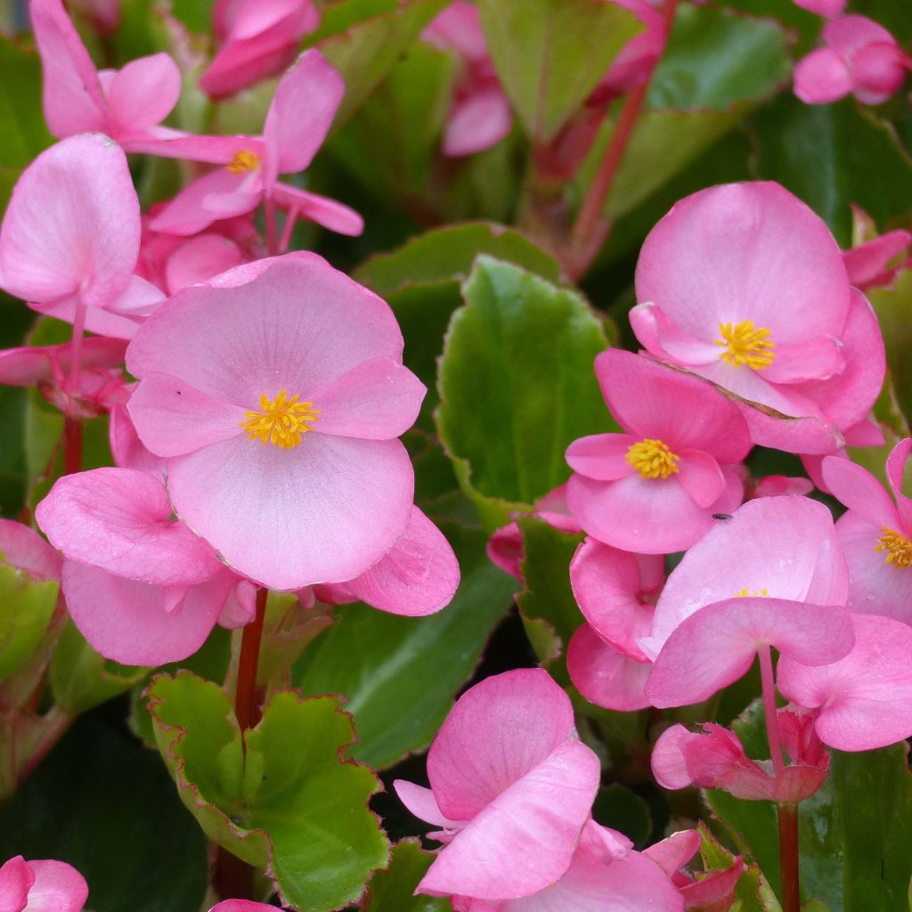 Begonia Big F1 Pink Green Leaf