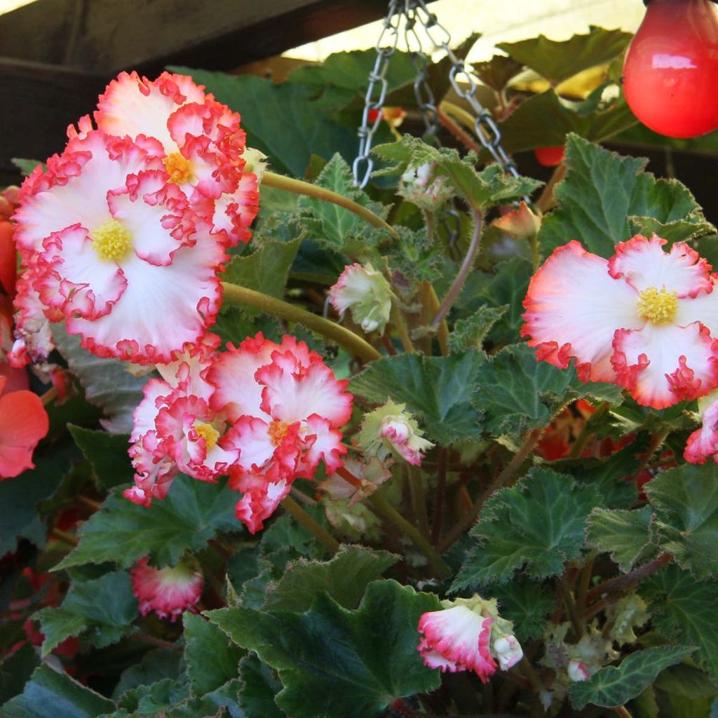 Begonia crispo marginata white/red