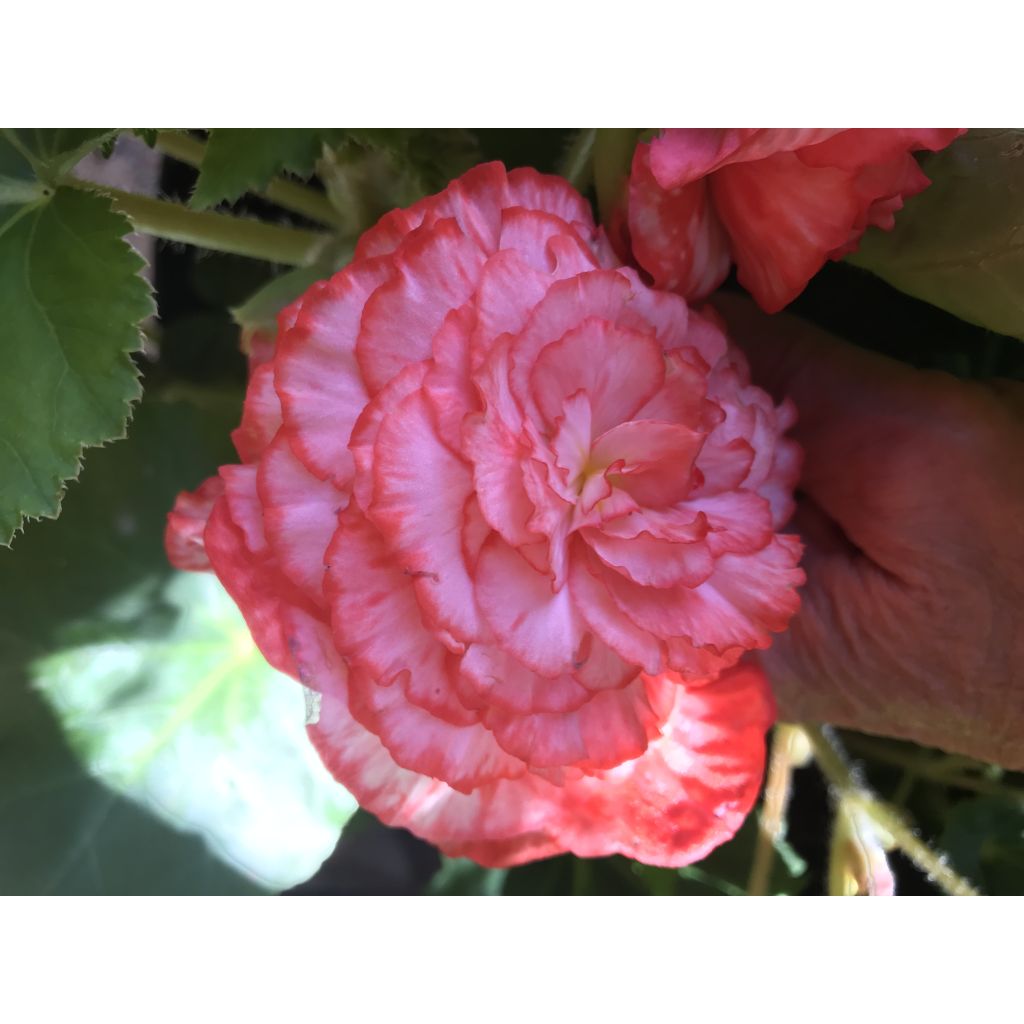 Begonia Begonia Marmorata