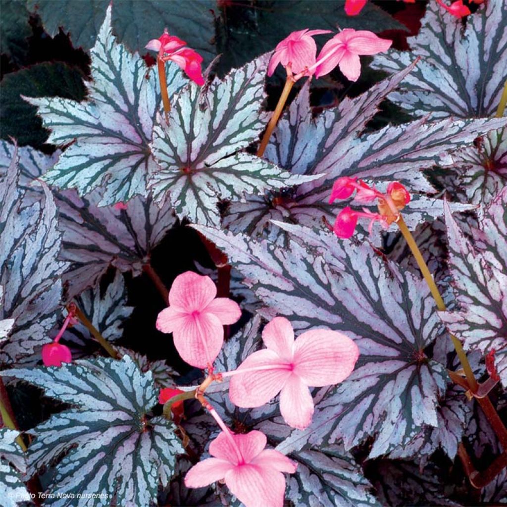 Begonia Garden Angel Blush