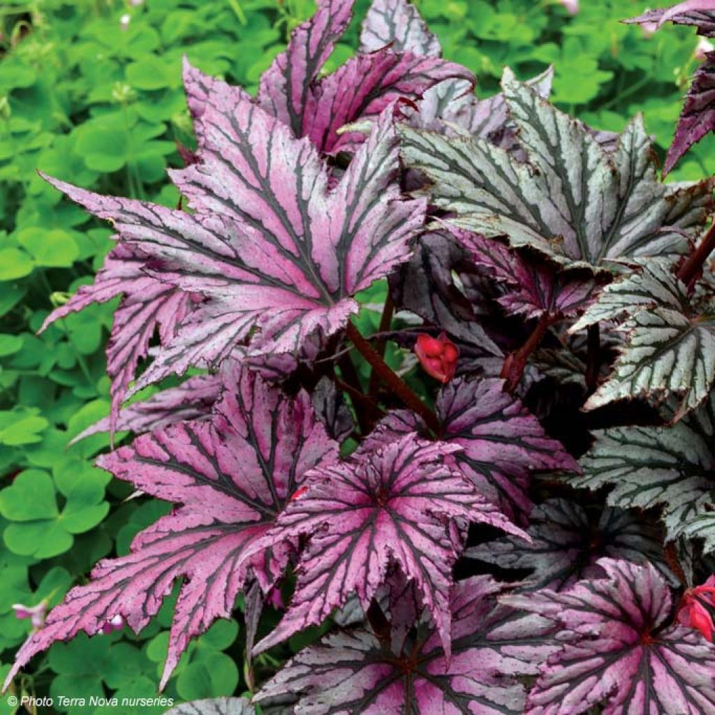 Begonia Garden Angel Blush