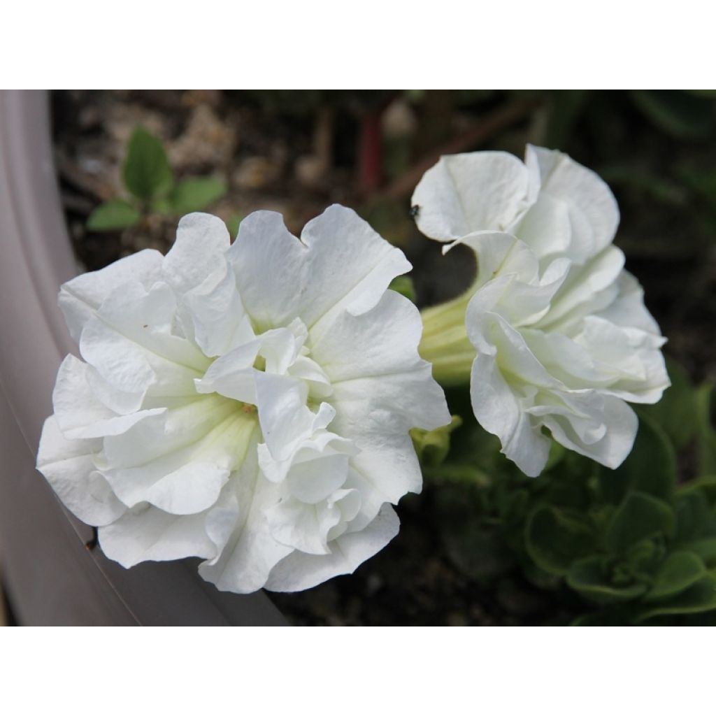 Begonia grandiflora White