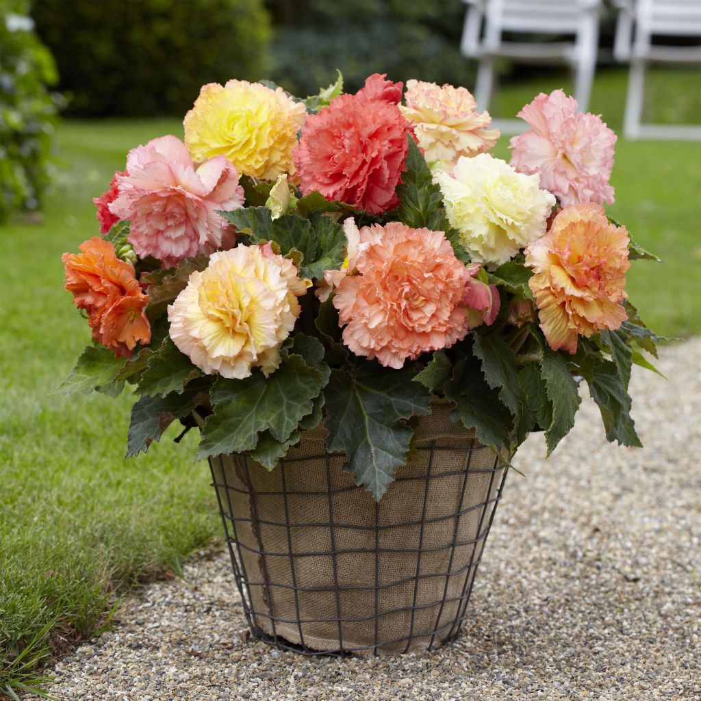 Begonia Fimbriata Samba Mix